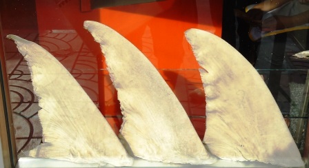 sharks fin displayed