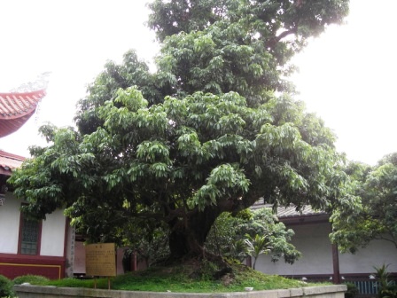 ancient lychee tree 