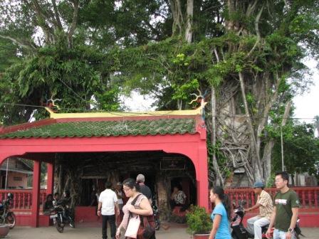 banyan tree temple