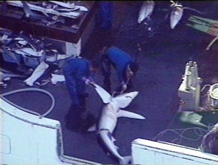 removing sharks fin